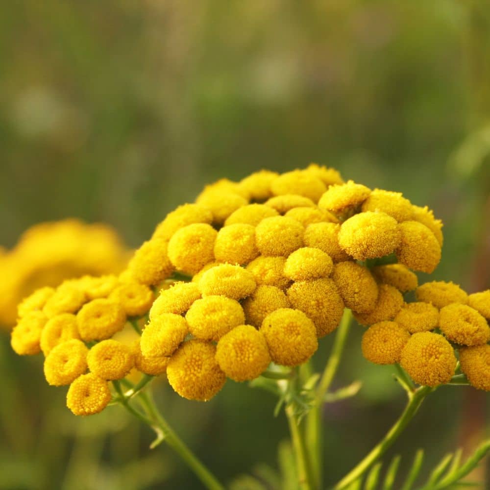 Blue Tansy Oil