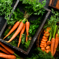 Carrot Seed Oil