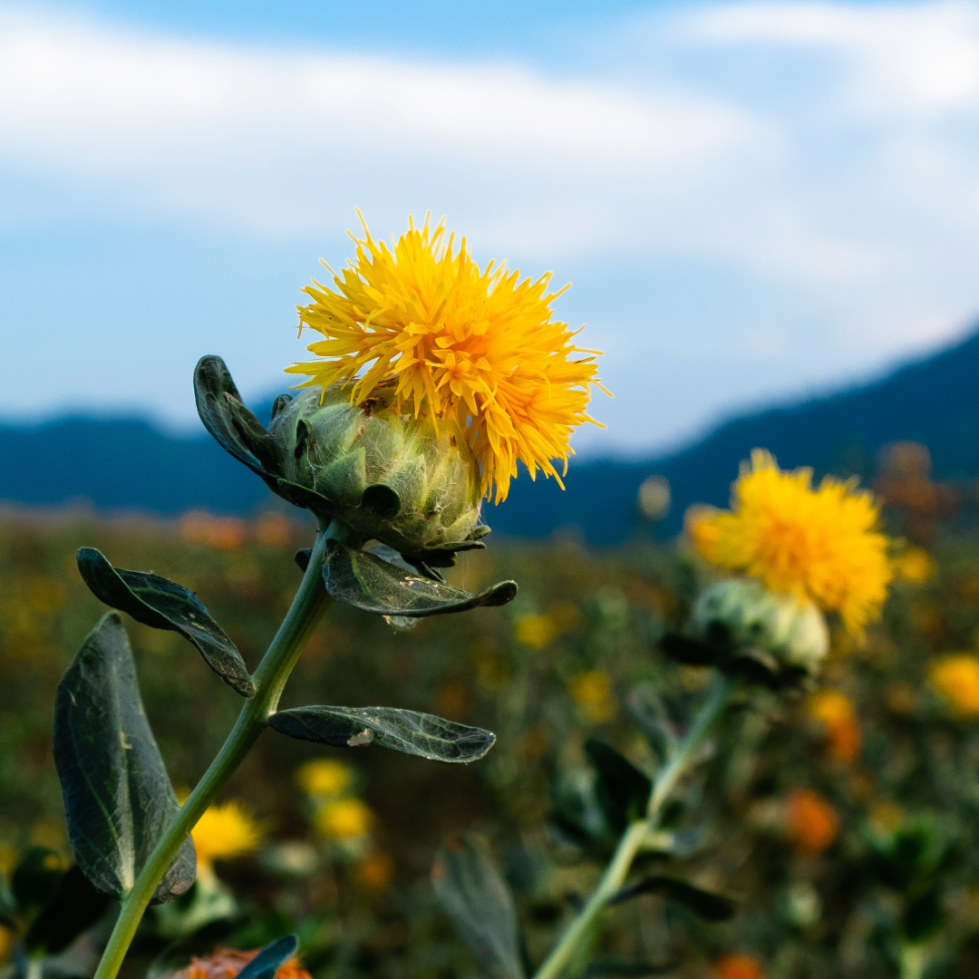 Safflower Seed Oil