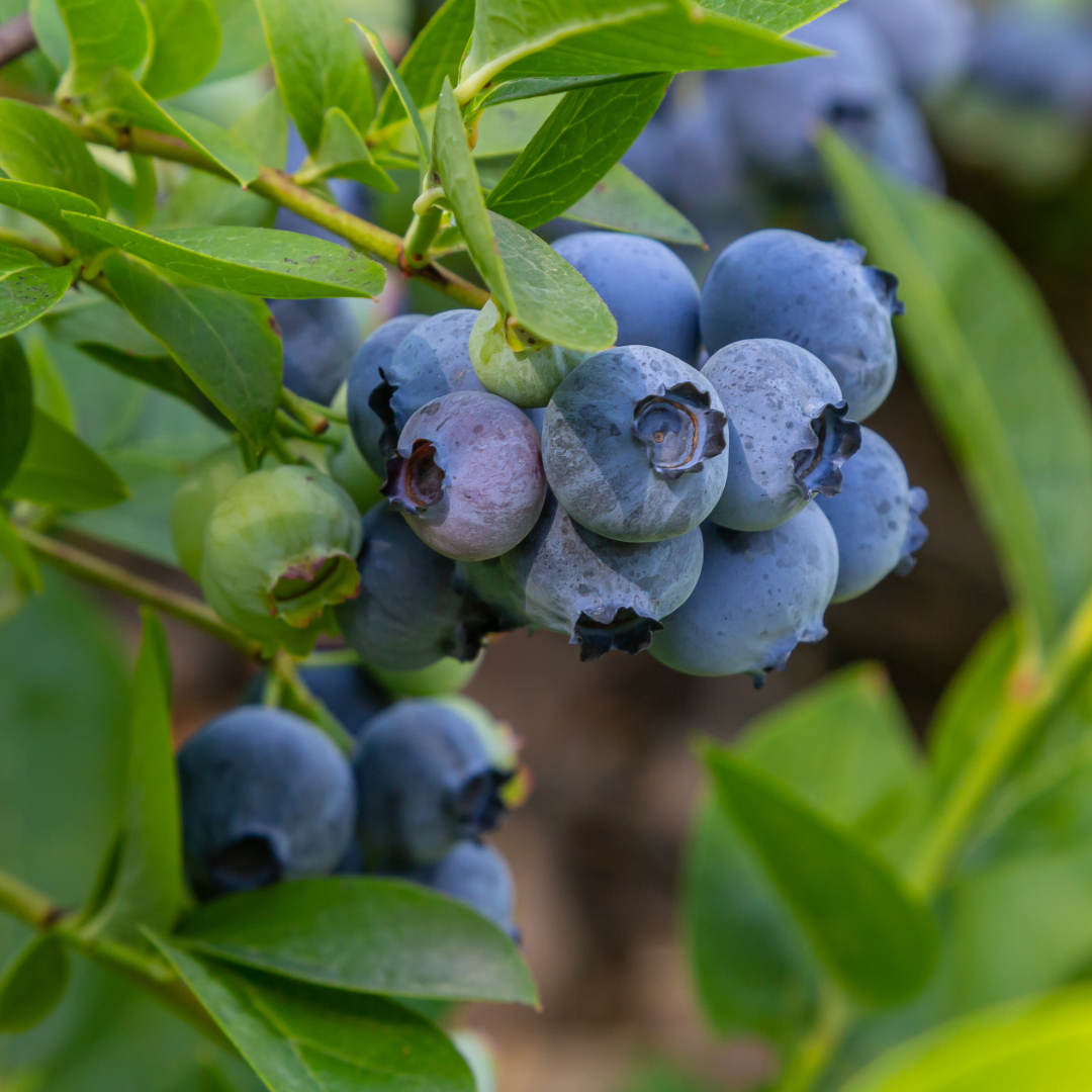 Blueberry Seed Oil