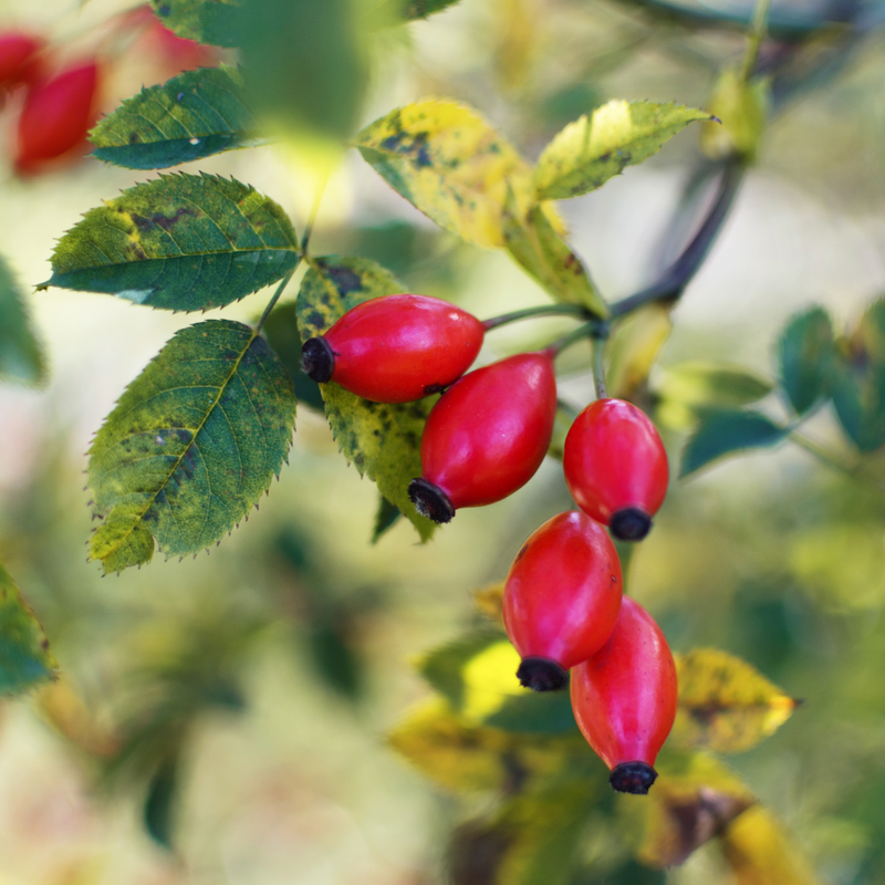 Rosehip